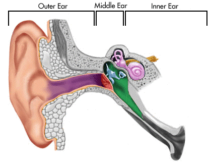 תרשים מבנה האוזן